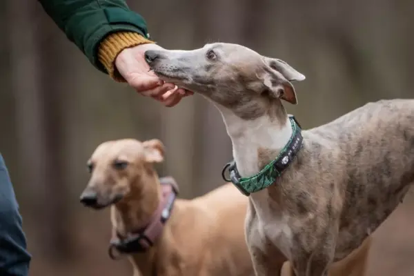 NRDOGS NYAKÖRV FUN JUNGLE - Image 3