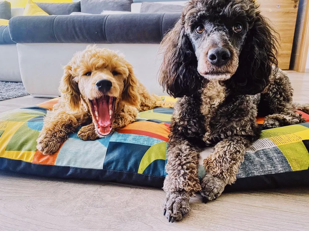 NRDOGS BASIC KUTYAFEKHELY ABBA COLOR - Image 4